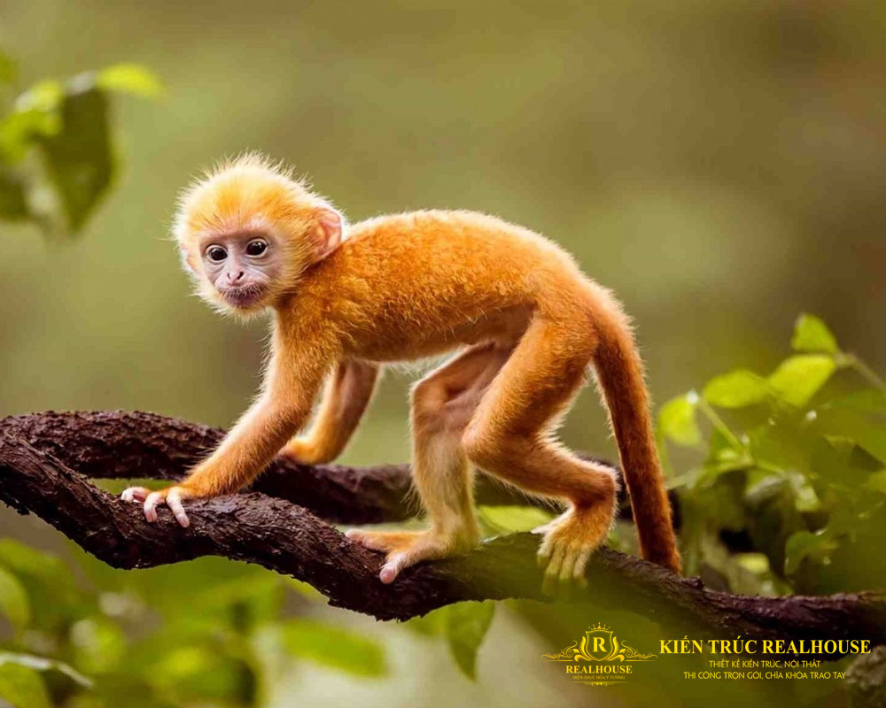 Tong-quan-phong-thuy-ve-tuoi-mau-than-realhouse